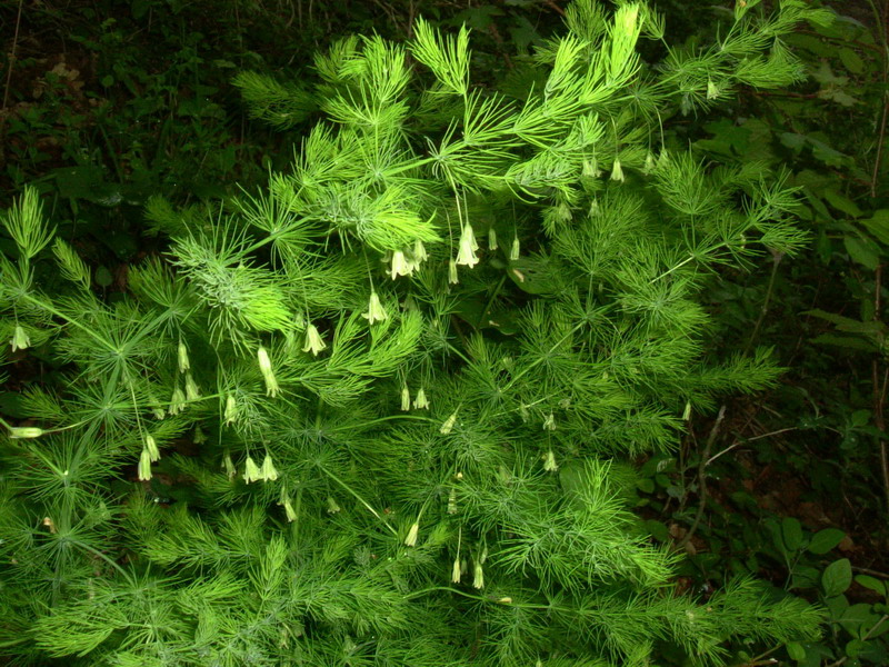 Asparagus tenuifolius / Asparago selvatico