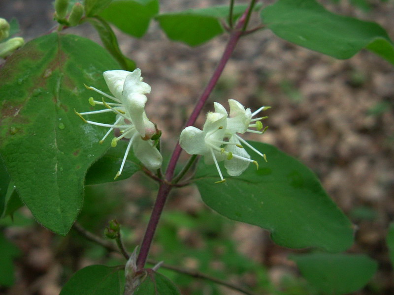 Lonicera nigra