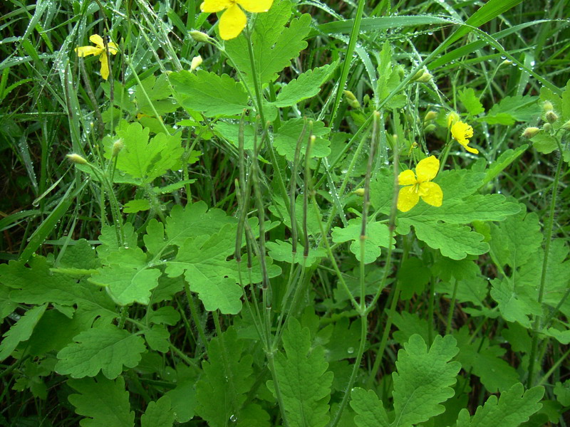Papaveracea - Chelidonium majus