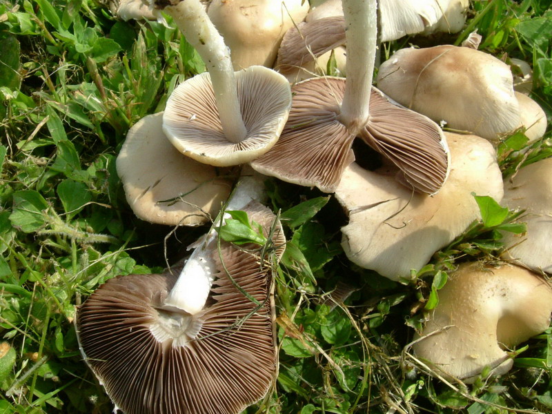 Da determinare (cfr. Psathyrella candolleana)