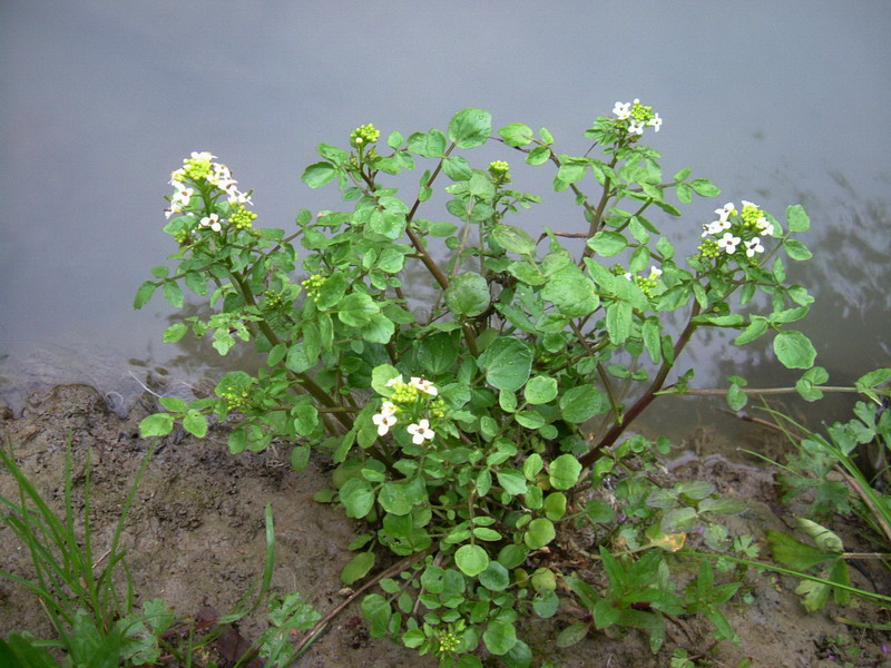 Nasturtium officinale / Crescione d''acqua