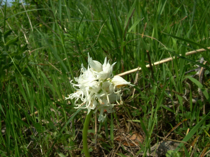 Orchis simia albina