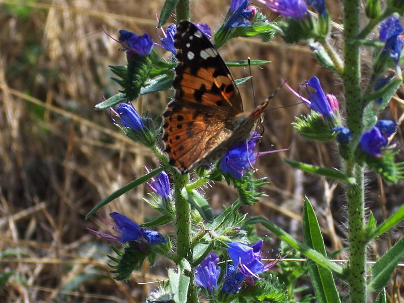 Farfalla1 - Vanessa cardui