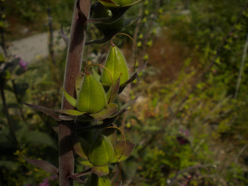 Digitalis purpurea rinselvatichita.