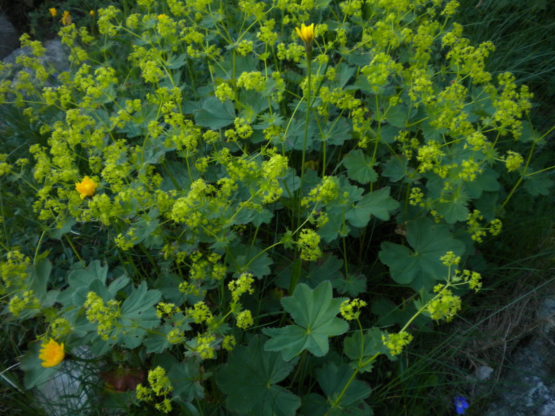 Alchemilla sp. (gruppo vulgaris)