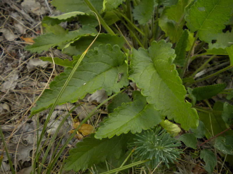 Stachys cfr.officinalis