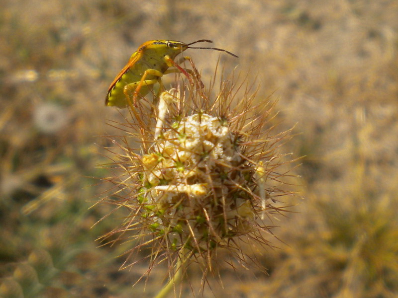 Pentatomidae problematico: Codophila varia dell''Emilia