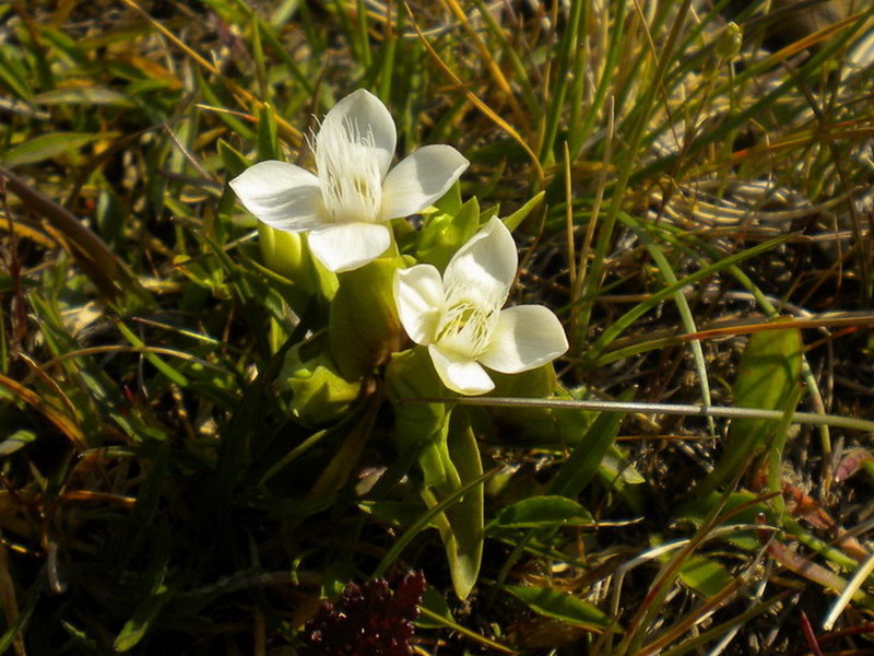 Gentianella campestris