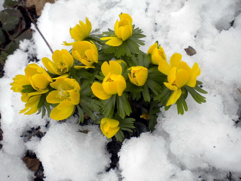 Pi di gallo - Eranthis hyemalis
