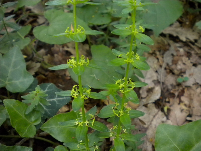 Galium ? - Cruciata glabra