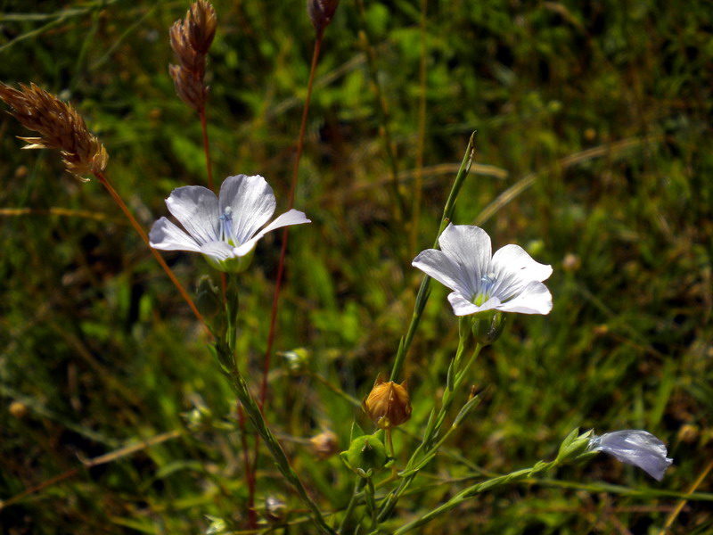 Linum bienne