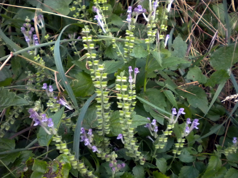 Scutellaria columnae / Scutellaria di Colonna