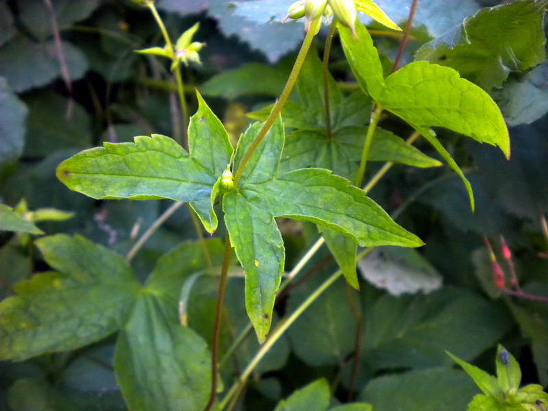 Geranium nodosum / Geranio nodoso