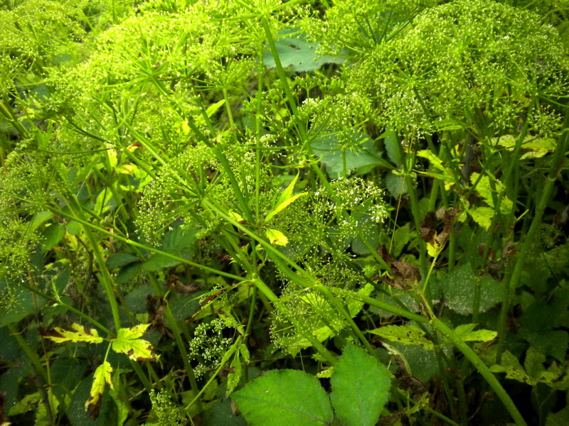 Da determi....Apiacea