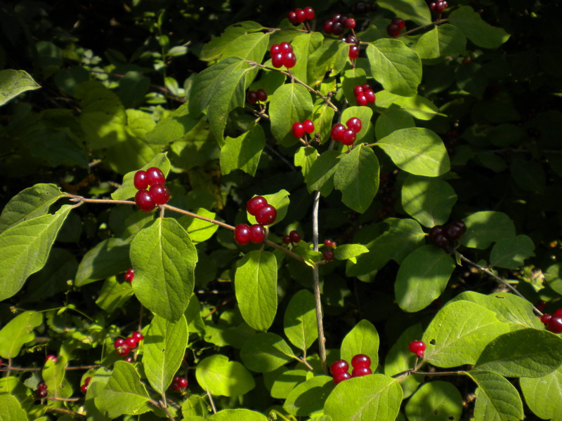 Lonicera xylosteum / Caprifoglio peloso