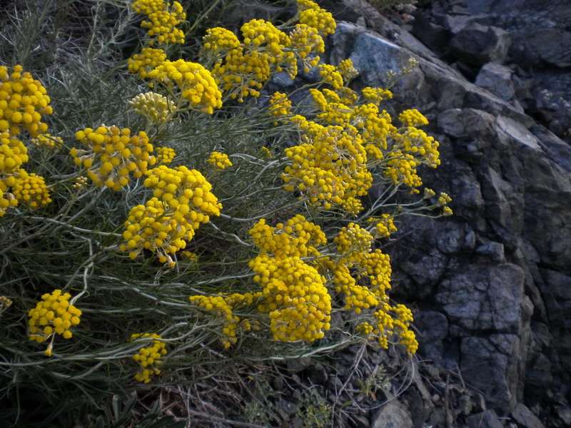 Rocce ofiolitiche 8 - Helicrhrysum sp.