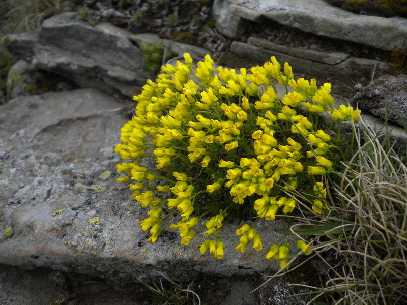 Draba aizoides