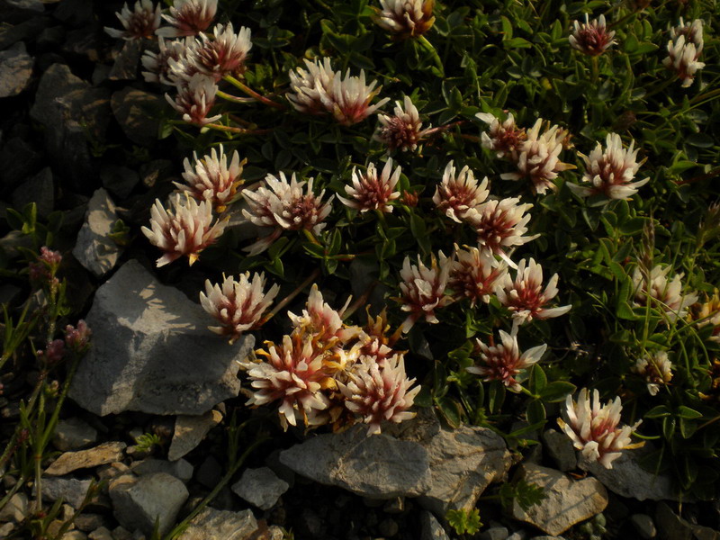 Alto appennino 1 - Trifolium thalii Vill.