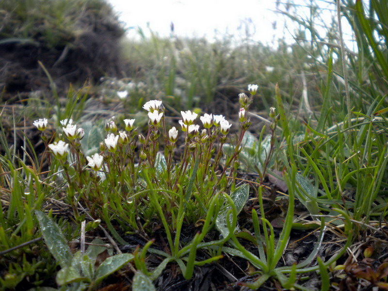 Alto appennino 4 - Minuartia sp.