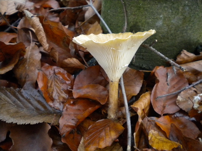 Clytocibe