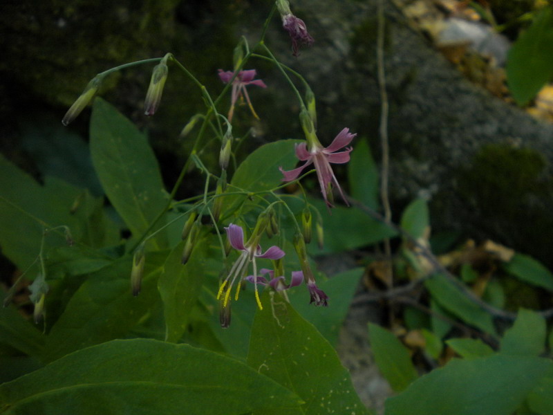 Prenanthes purpurea