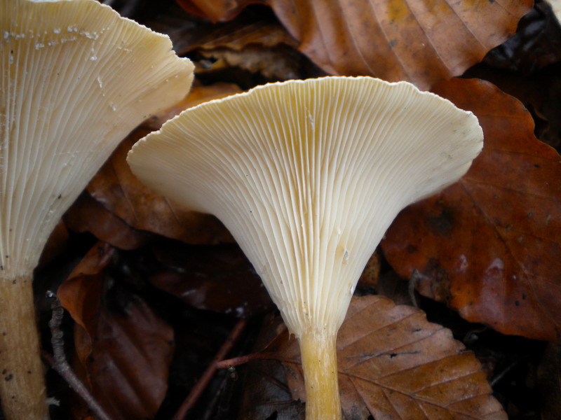 Clytocibe
