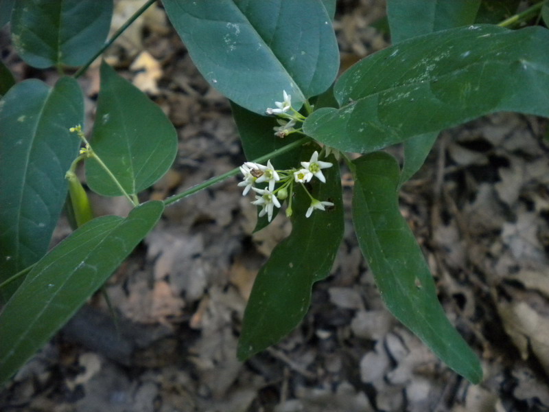Vincetoxicum hirundinaria subsp. hirundinaria