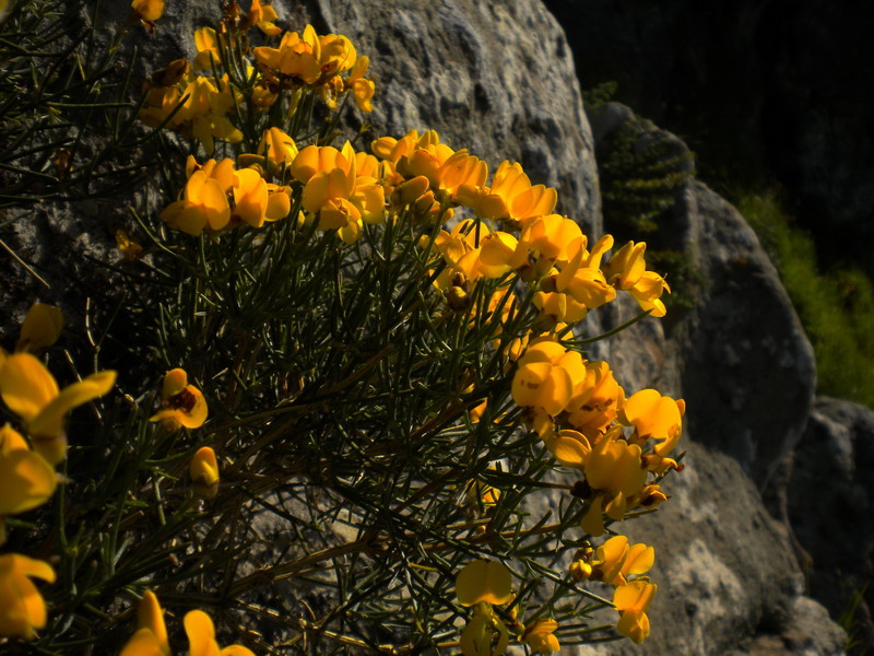 Genista radiata / Ginestra stellata