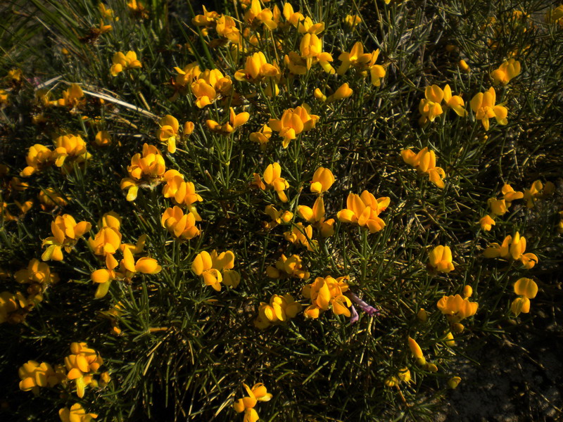 Genista radiata / Ginestra stellata