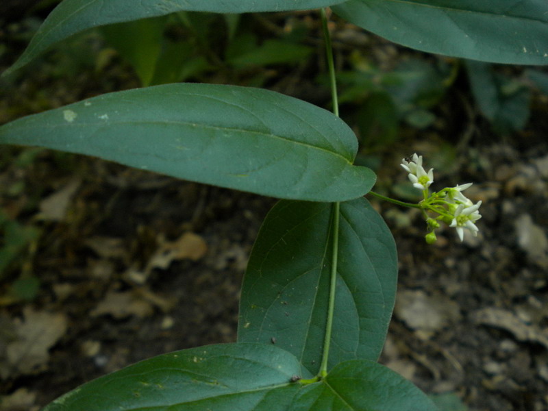 Vincetoxicum hirundinaria subsp. hirundinaria