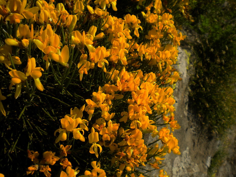 Genista radiata / Ginestra stellata