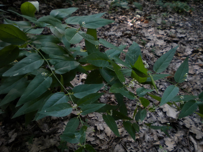 Vincetoxicum hirundinaria subsp. hirundinaria