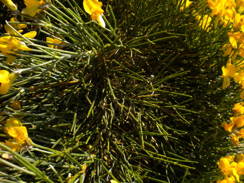 Genista radiata / Ginestra stellata