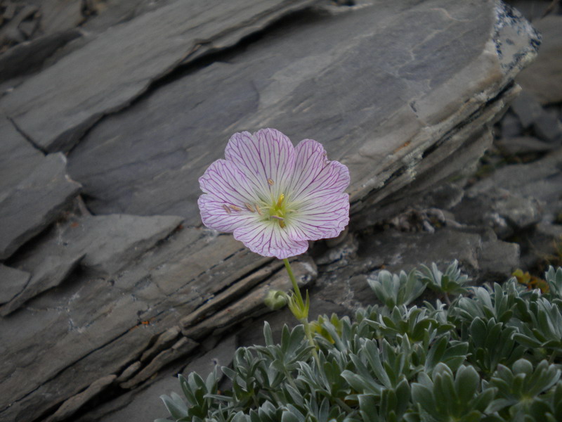 Geranium argenteum / Geranio argentino