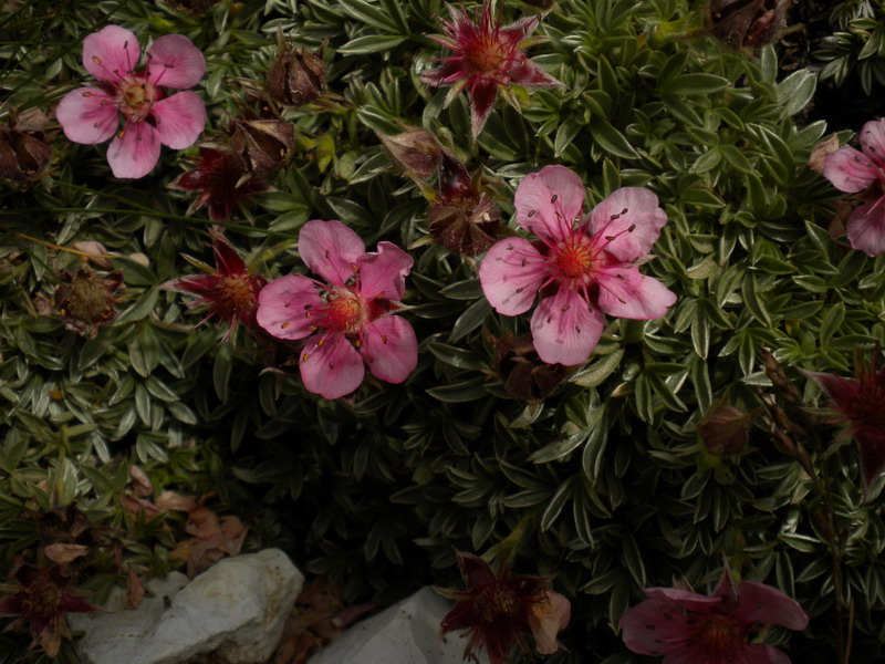 Dolomiti Ampezzane - Potentilla nitida