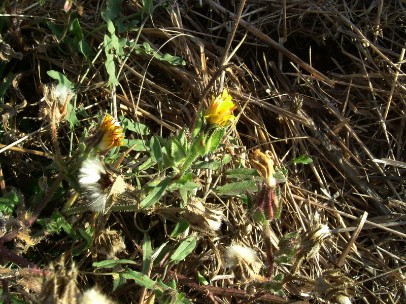 Helminthotheca echioides / Aspraggine volgare