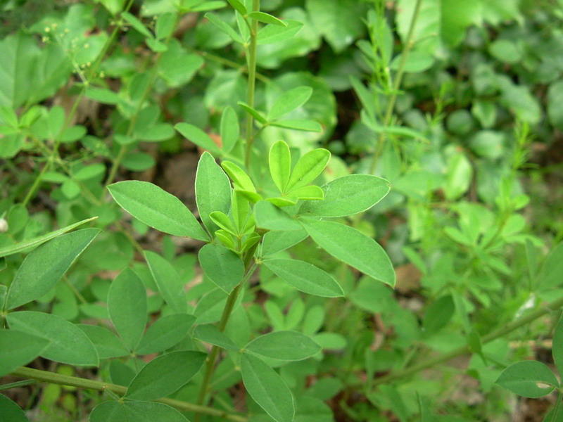 Cytisus nigricans (=Lembotropis nigricans) / Citiso scuro