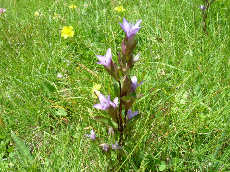 Gentiana campestre