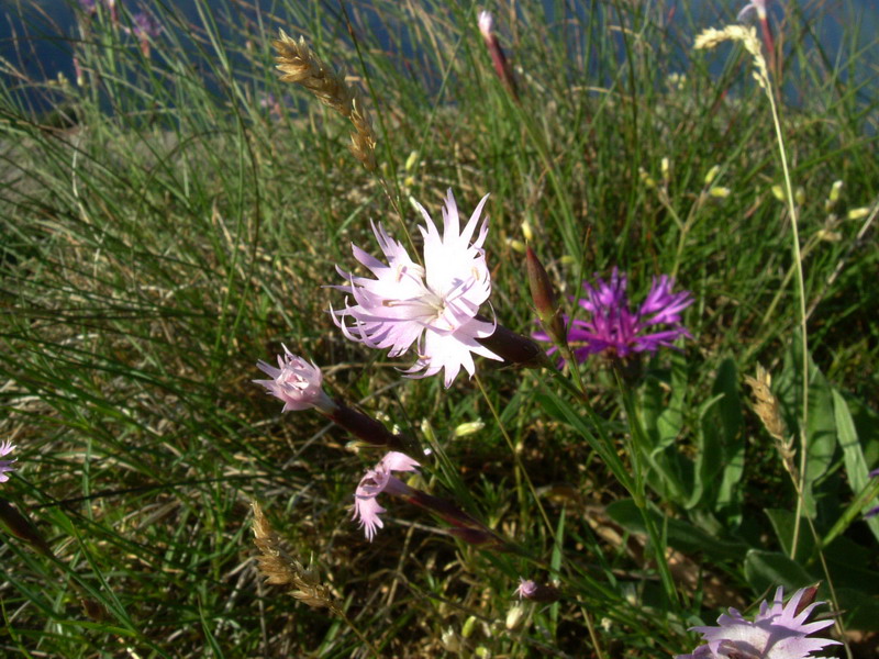 Ex parco del gigante3 - Dianthus sp.