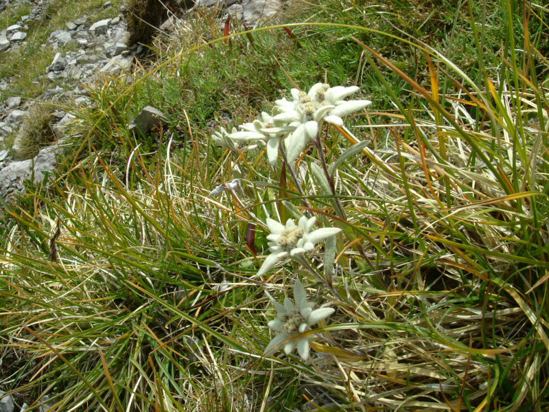 Leontopodium alpinum / Stella alpina