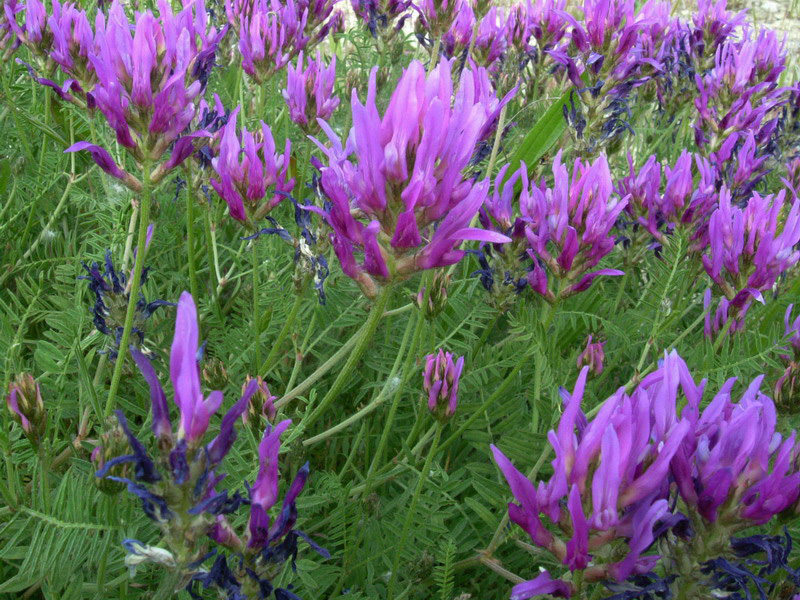 Astragalus onobrychis / Astragalo falsa lupinella