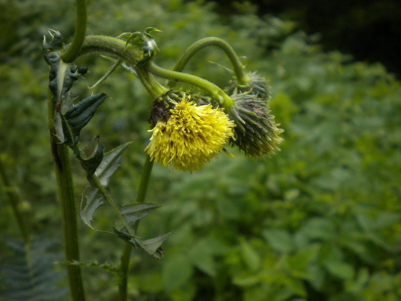 Cirsium erisithales