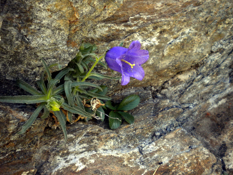 Campanula alpestris / Campanula occidentale