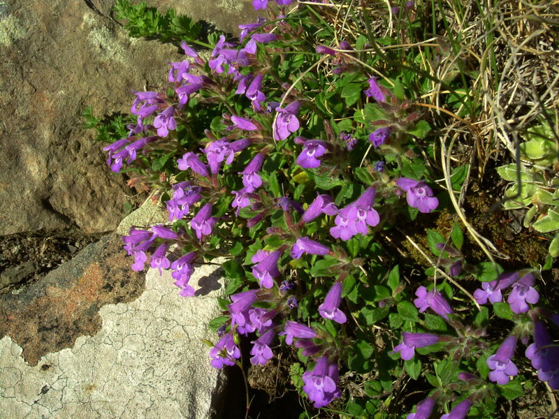 sull''Alpe 3 - Acinos alpinus