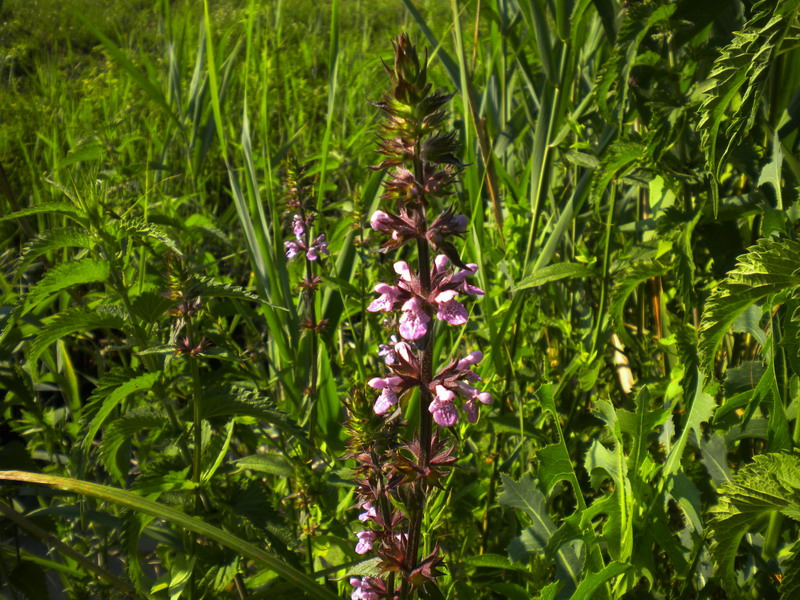 Stachys palustris
