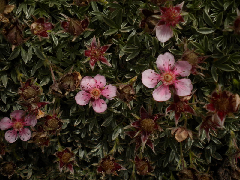 Dolomiti Ampezzane - Potentilla nitida