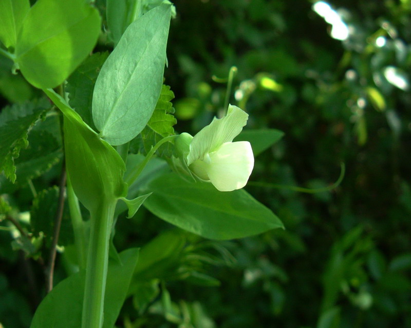 Lathyrus ochrus