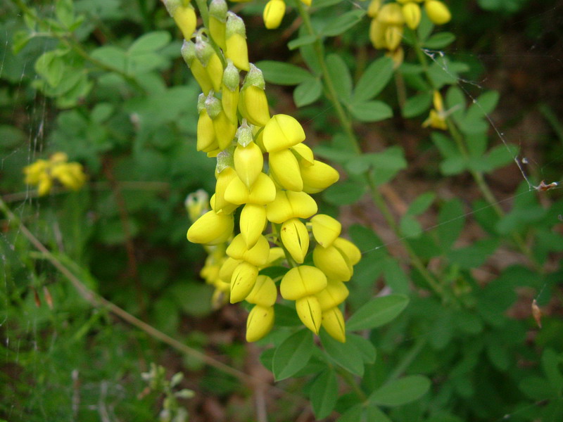 Cytisus nigricans (=Lembotropis nigricans) / Citiso scuro