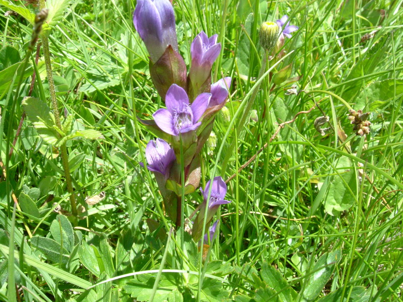Gentiana campestre