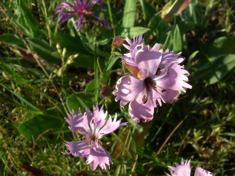 Ex parco del gigante3 - Dianthus sp.